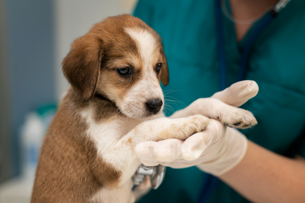 about our veterinary practice Franklin, Thompson Station