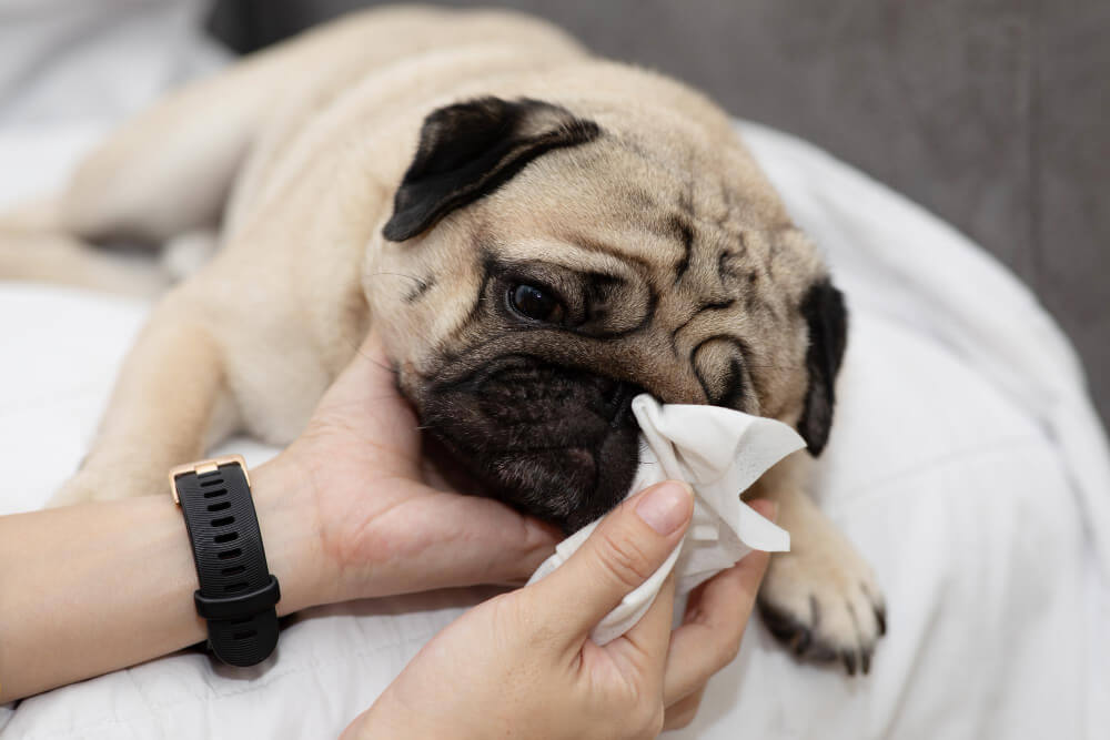 Allergy Testing