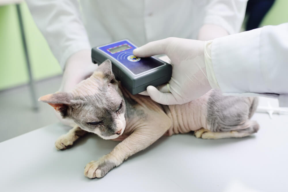Microchipping